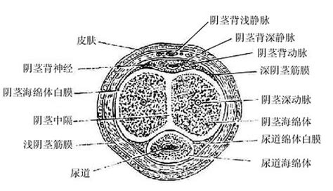 男性陰莖|人體解剖學/男性生殖器